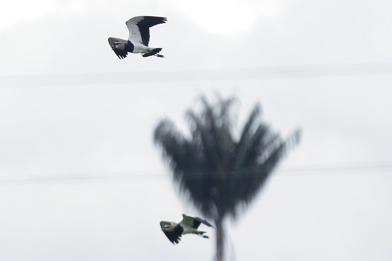 Vive Claro Distrito Cultural llega al 80%