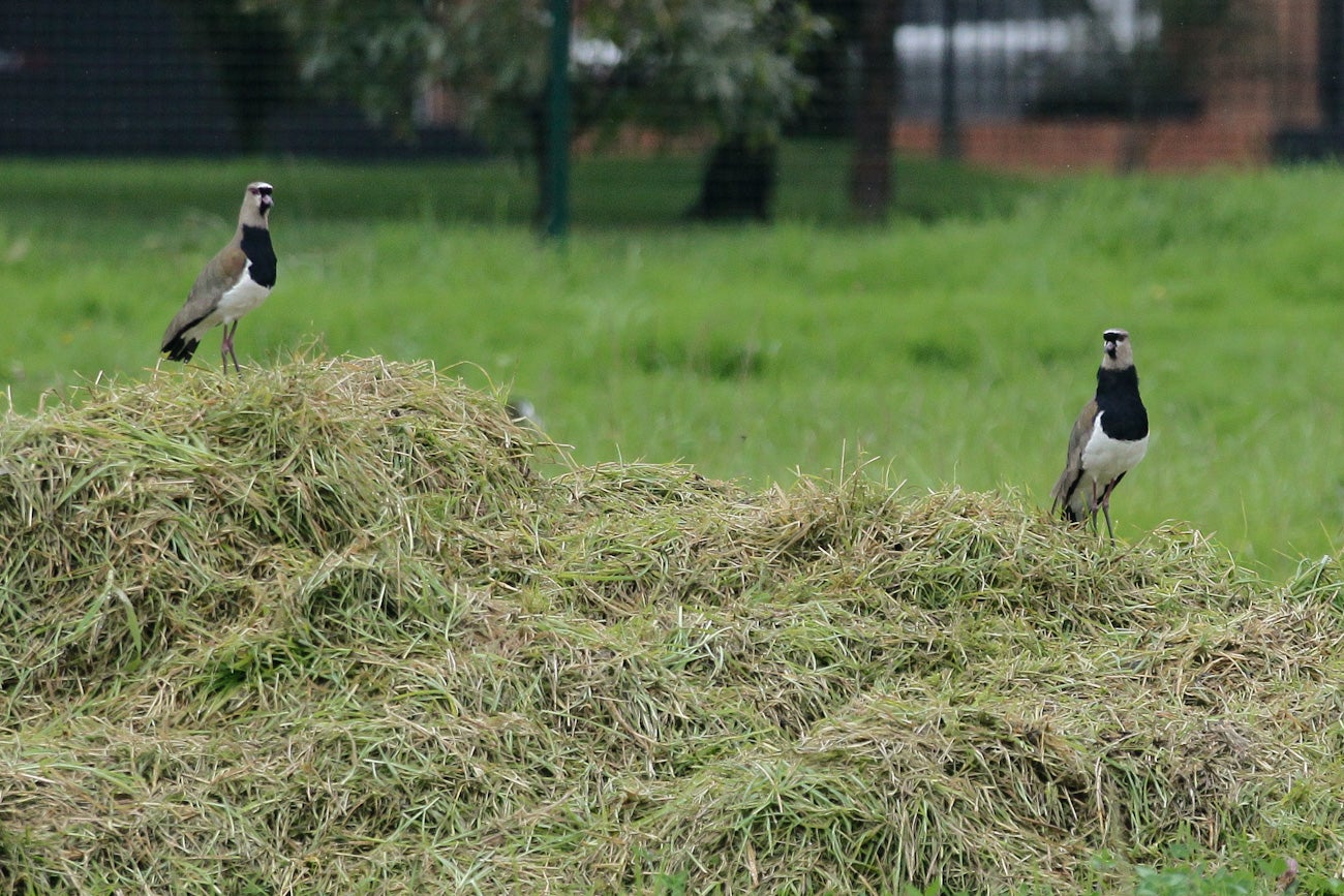 Vive Claro Distrito Cultural llega al 80%