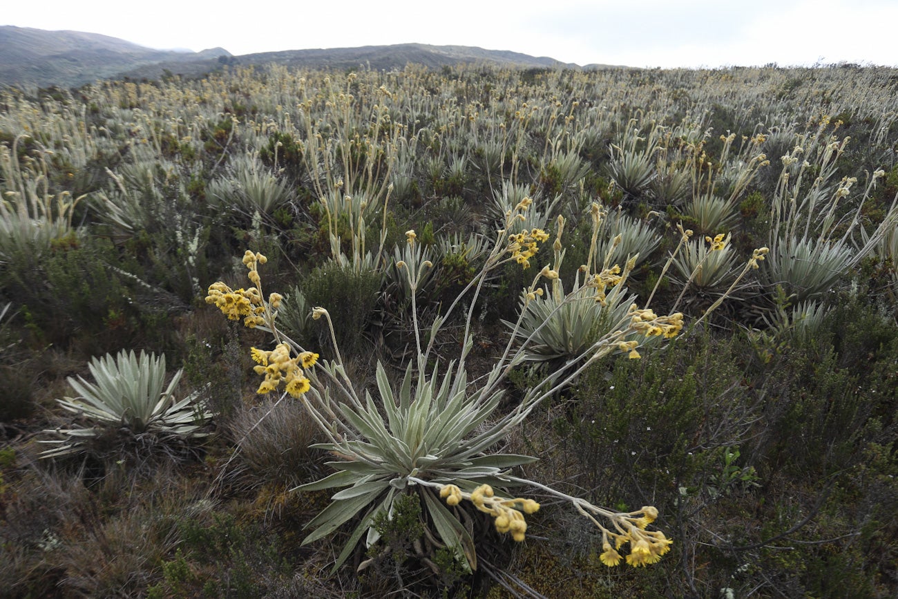 Frailejones Sumapaz