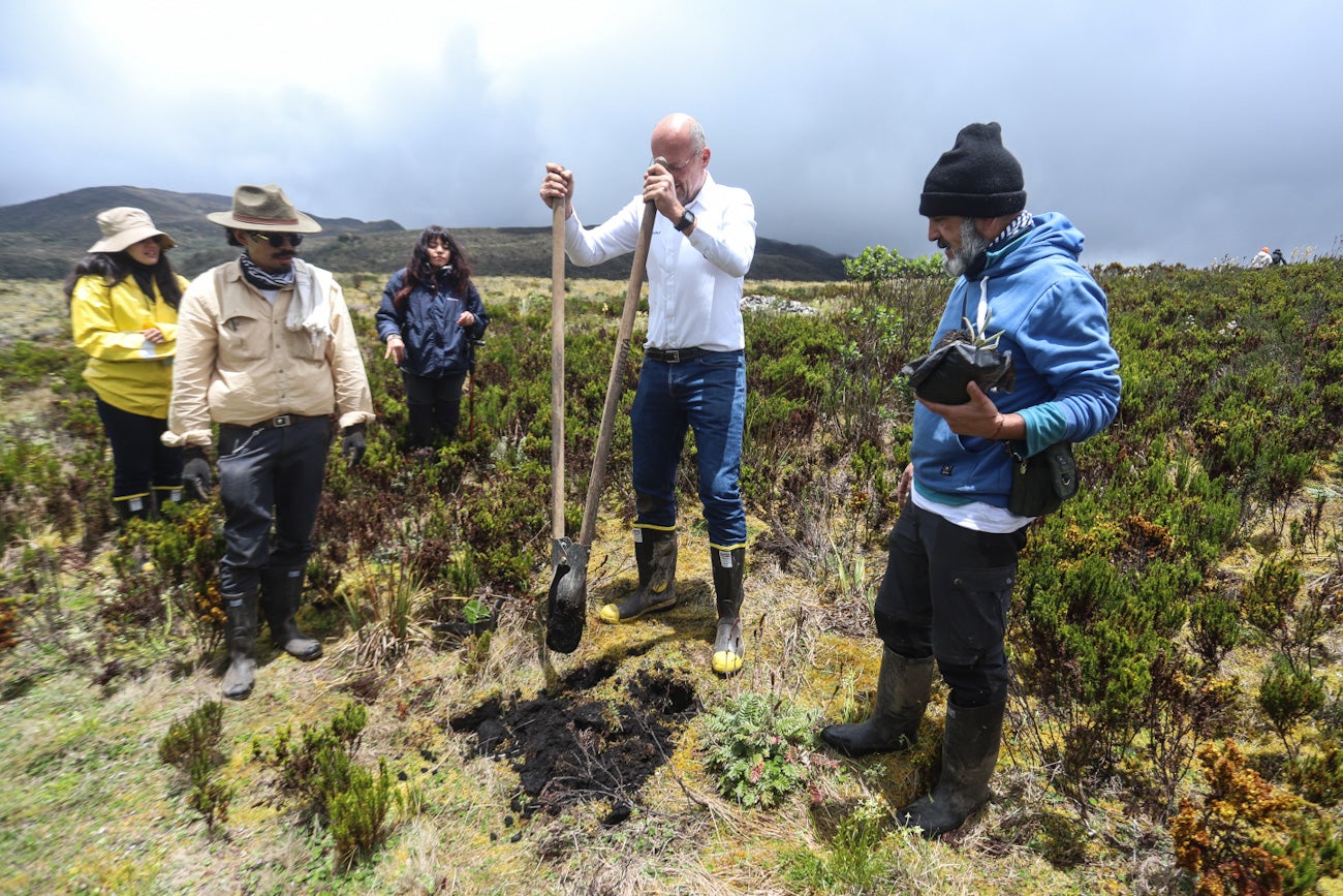 Frailejones Sumapaz