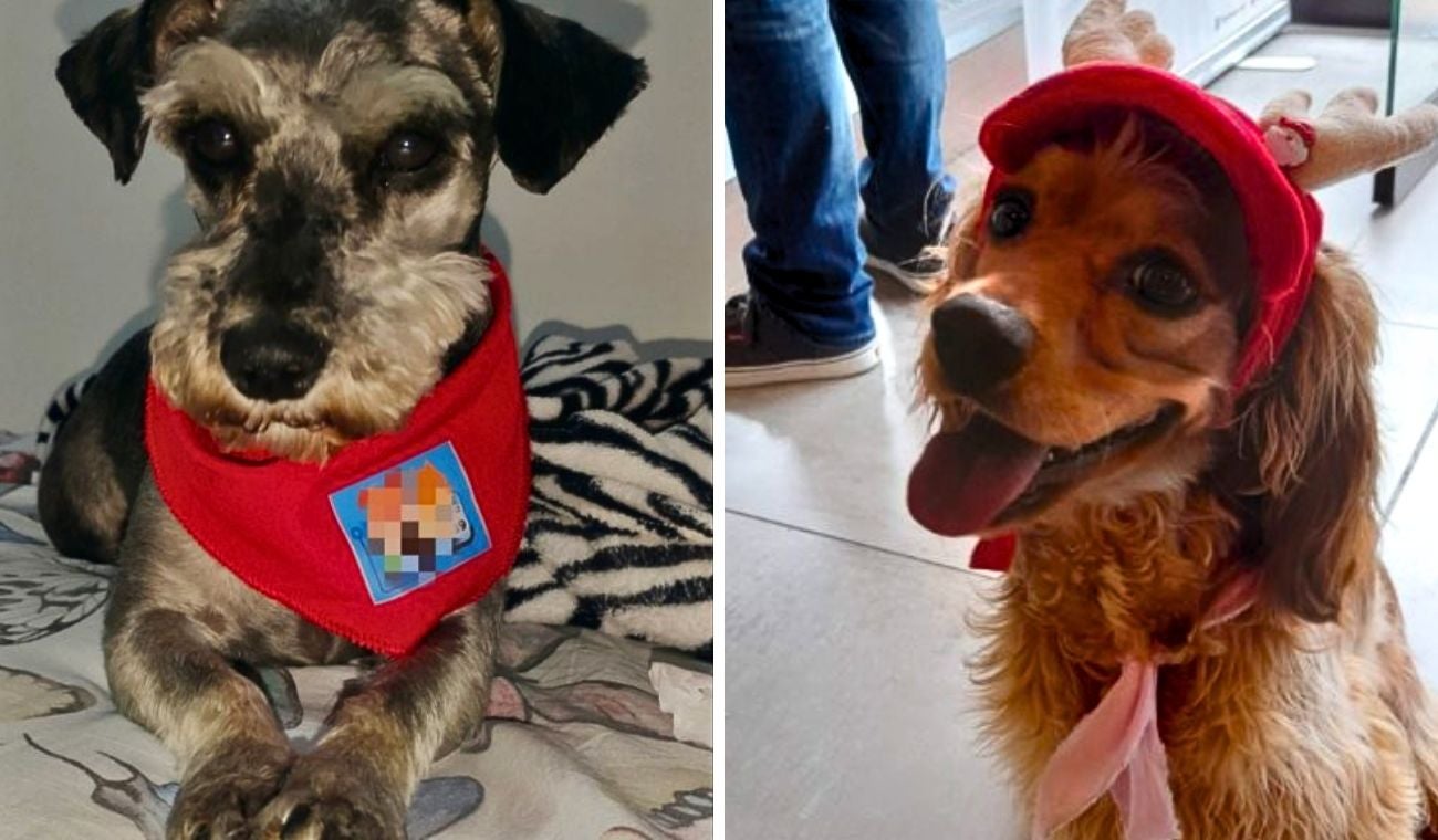 Cárcel para agresores de Tony y Nala: Fiscalía castigó el maltrato animal
