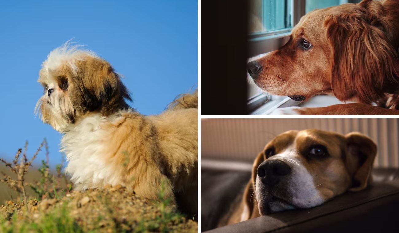 Estafadores usan su mascota para extorsionarlo: no se deje pegar la mordida