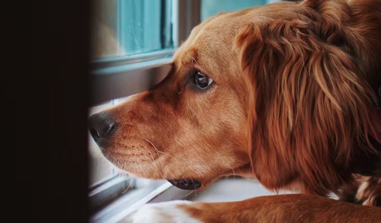 Estafadores usan su mascota para extorsionarlo: no se deje pegar la mordida