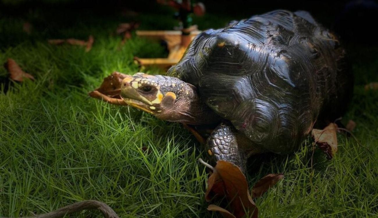 Tráfico ilegal de fauna: capturados enfrentarán cárcel y multa millonaria