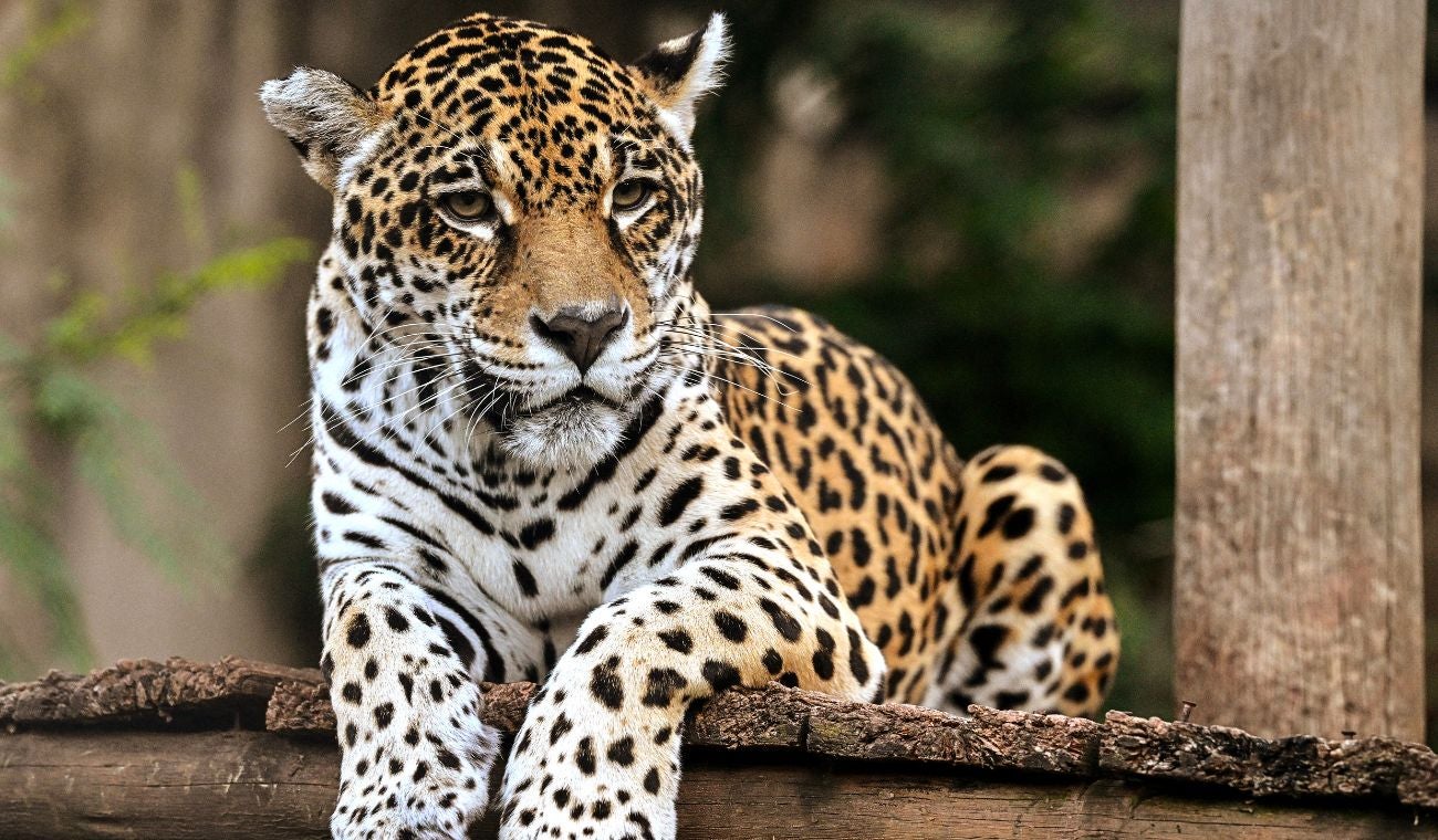 Jaguar en la cuenca baja del río Bogotá: CAR confirma avistamiento