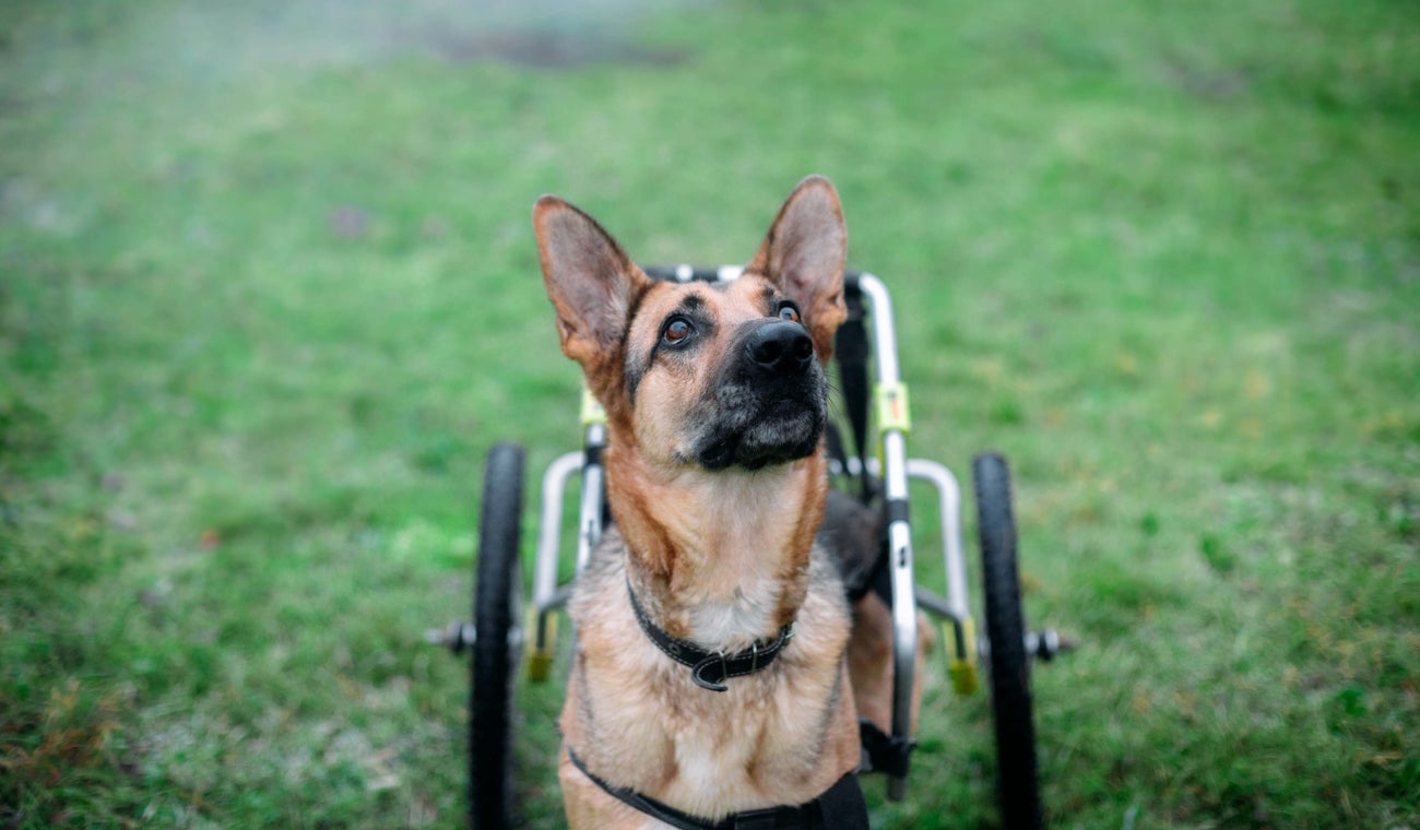 Perritos podrán jugar de nuevo