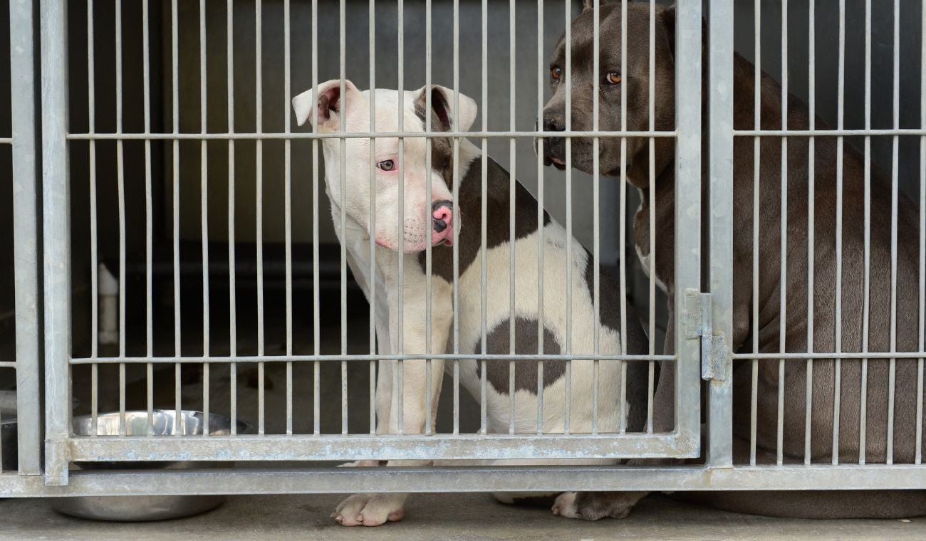 Ataque de perros pitbull