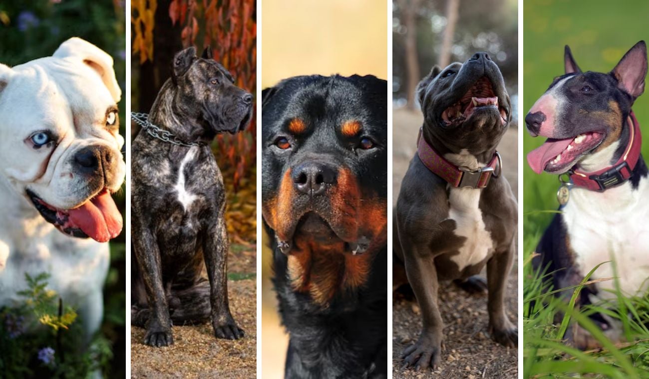 Registro de perros de manejo especial: sin este documento hay multa