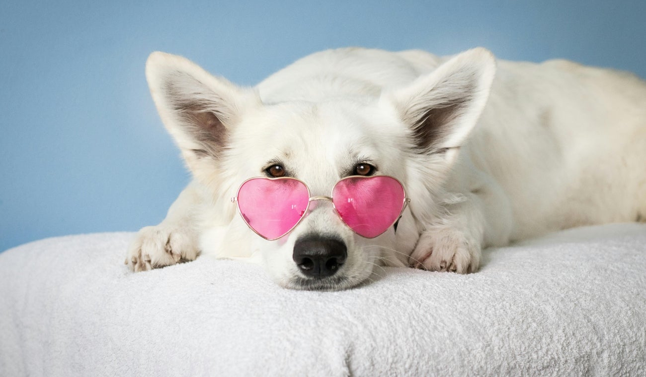 Rumba para ayudar a los animales