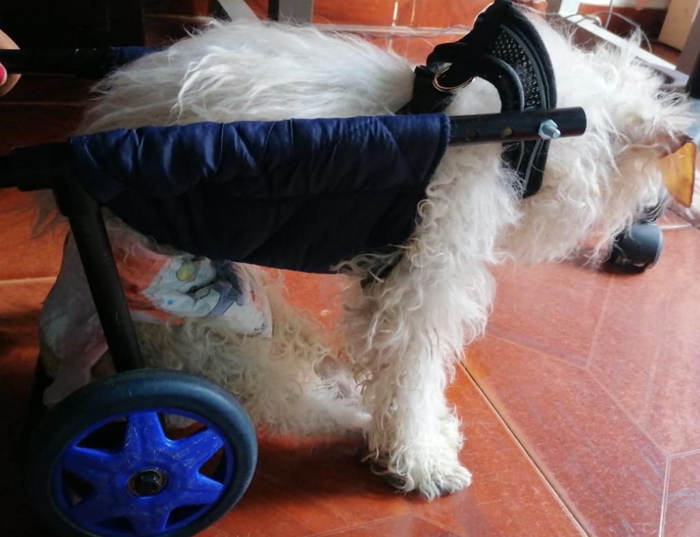 Prótesis sostenibles para animales