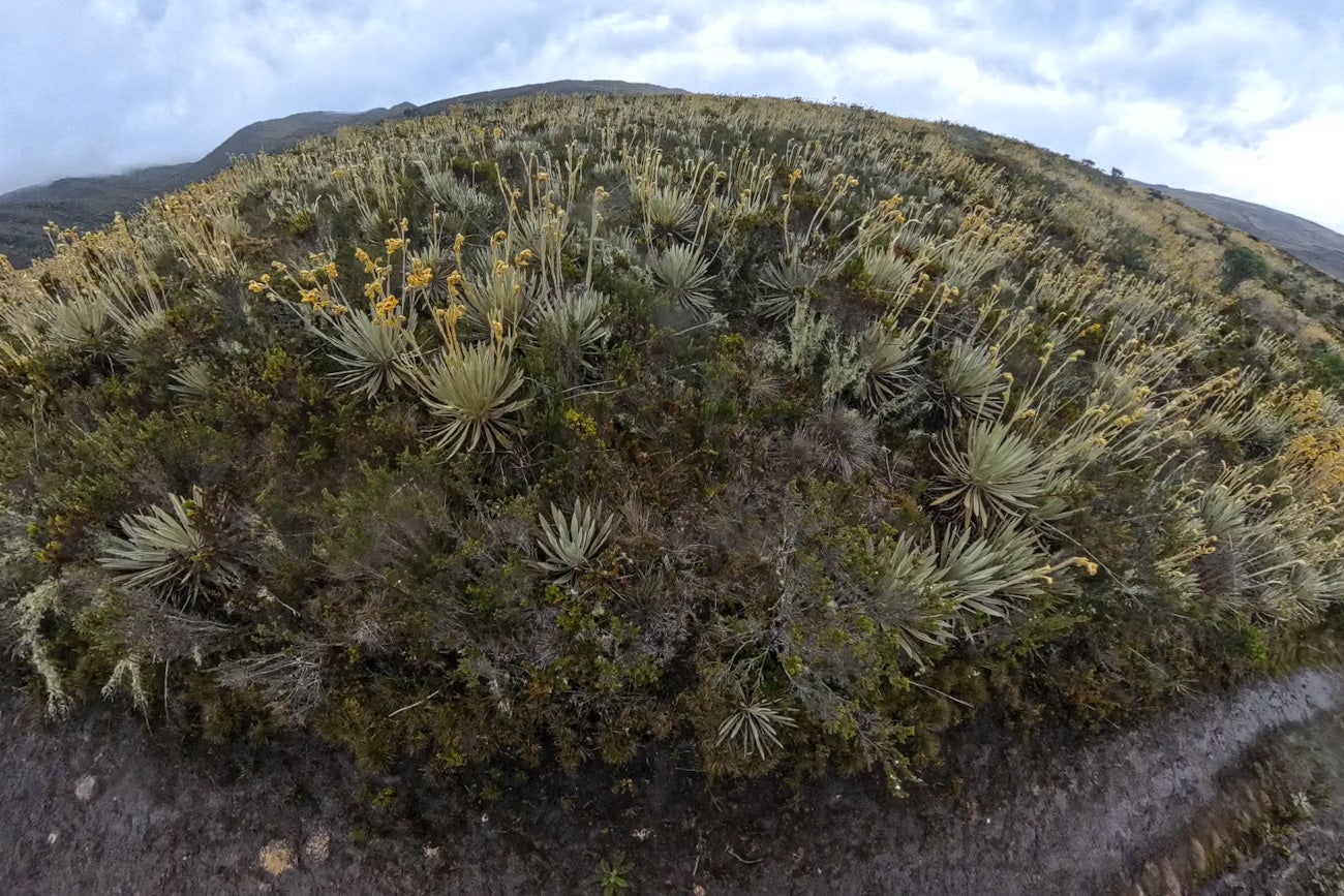 Frailejones Sumapaz