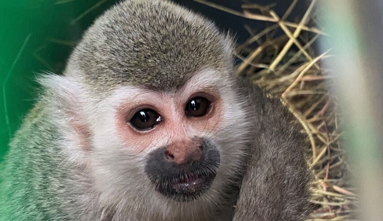 Tráfico ilegal de fauna: capturados enfrentarán cárcel y multa millonaria