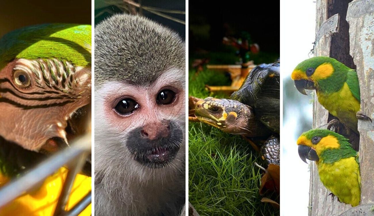 Tráfico ilegal de fauna: capturados enfrentarán cárcel y multa millonaria