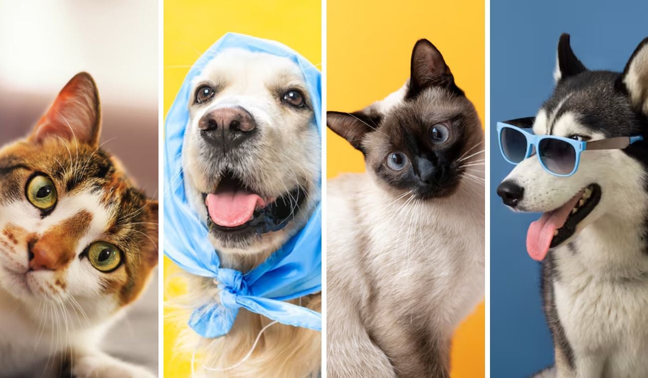 Vacunación gratis para mascotas en Bogotá: aproveche y lleve a su peludo