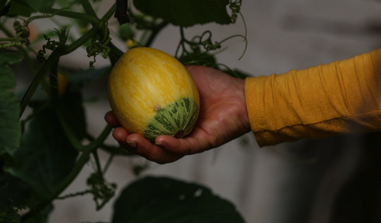 Alimentos en Corabastos