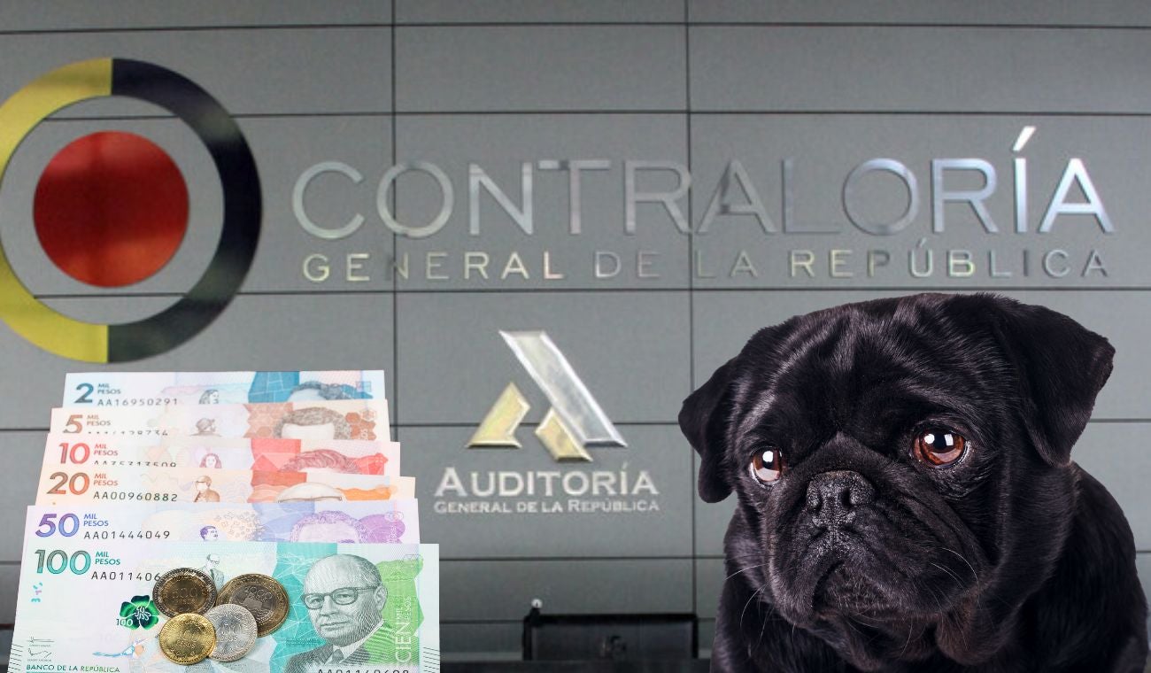 Animales pagan los platos rotos alcaldías locales bajo nuevo escándalo