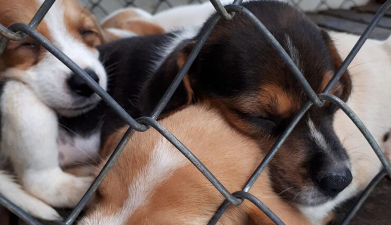 Apoyo a fundaciones de animales: más respaldo para quienes salvan vidas