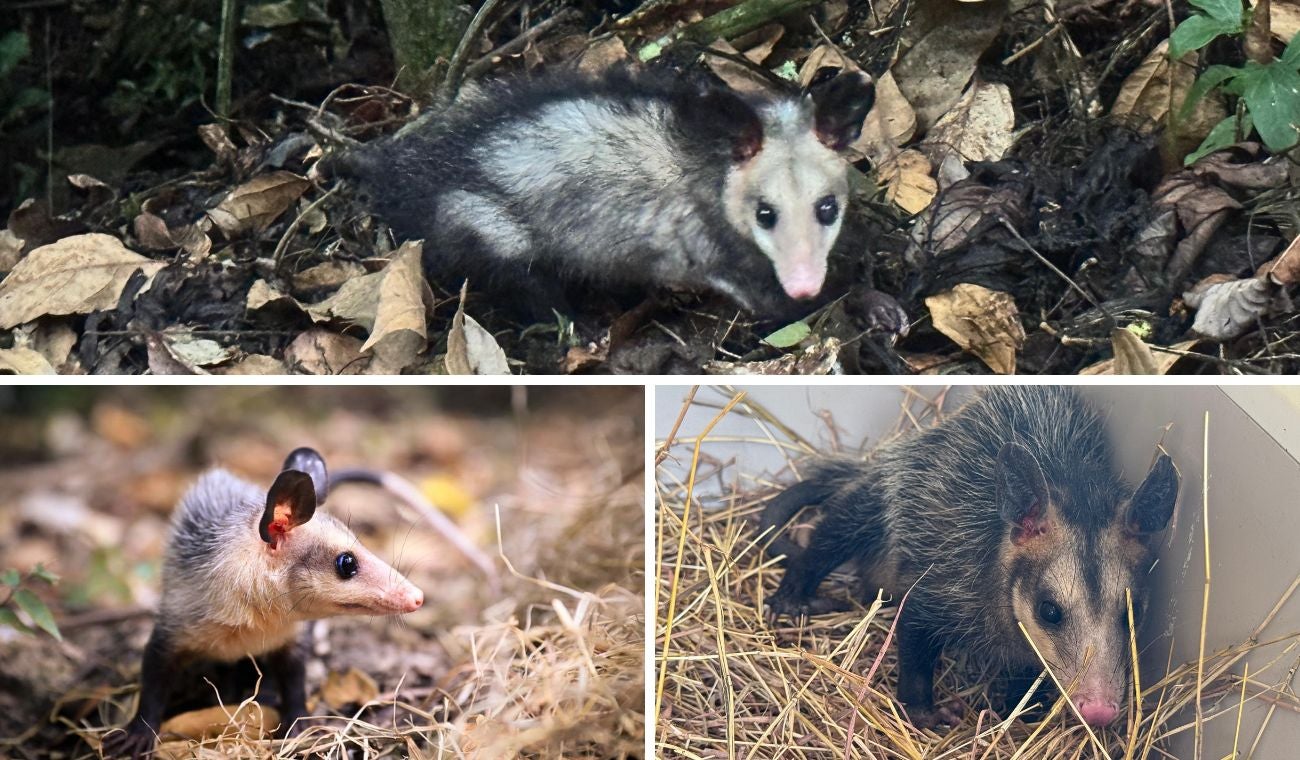 11 animales silvestres rehabilitados por la CAR: iniciaron nueva vida en Pacho