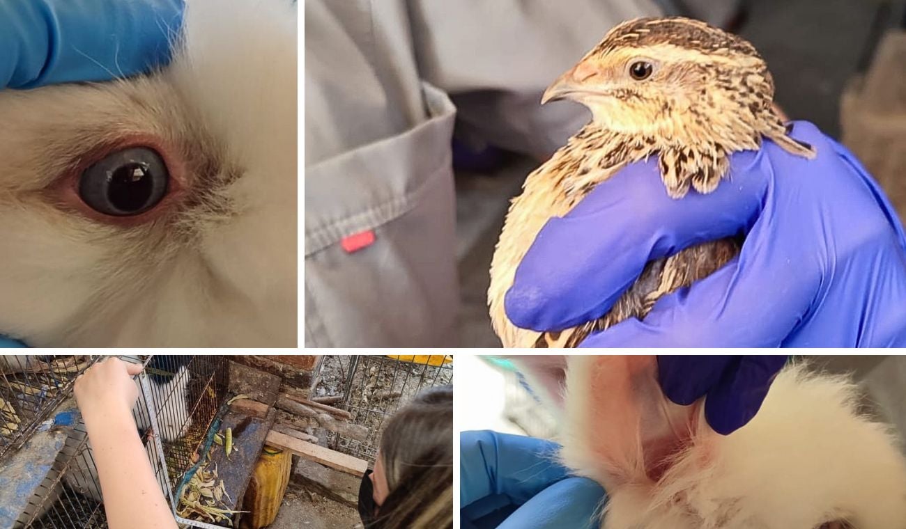 Rescatan en Engativá cinco animales de granja en pésimas condiciones