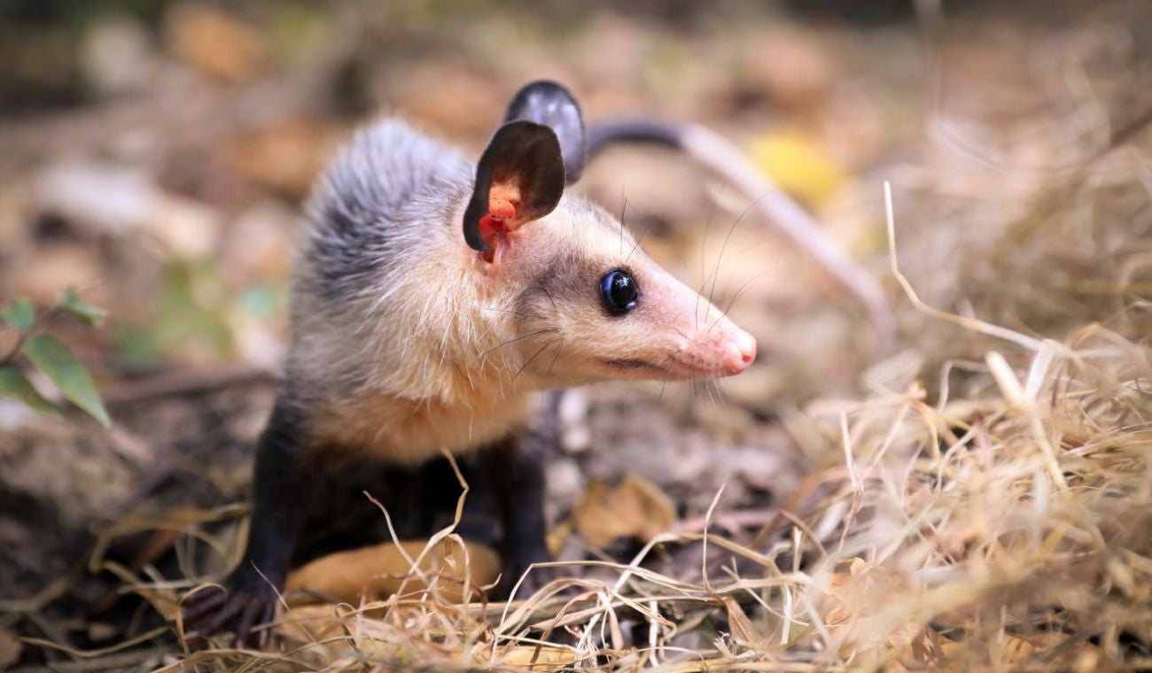 11 animales silvestres rehabilitados por la CAR: iniciaron nueva vida en Pacho