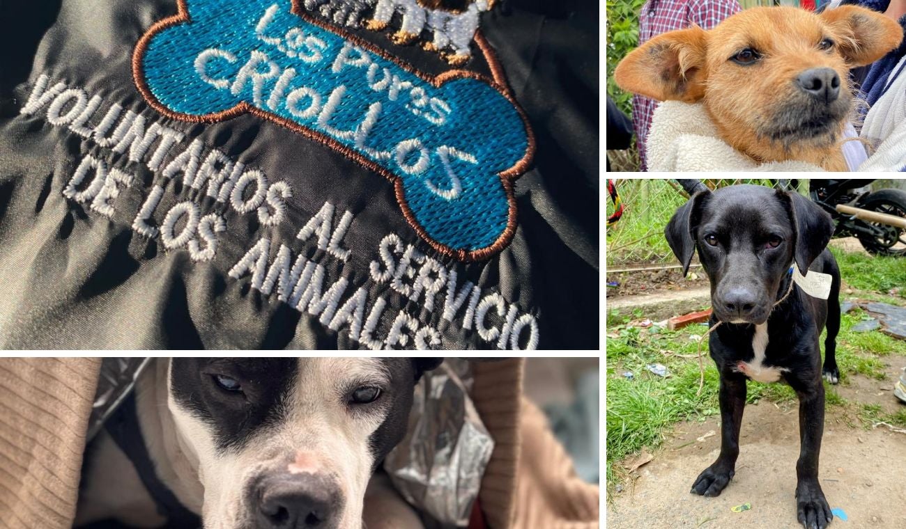 Apadrine a un animal vulnerable: con un aporte pequeño salvará muchas vidas