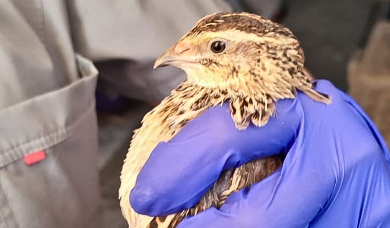 Rescatan en Engativá cinco animales de granja en pésimas condiciones