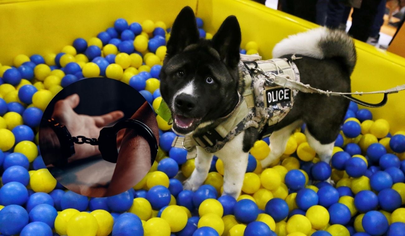 Mascotas víctimas de maltratador de animales