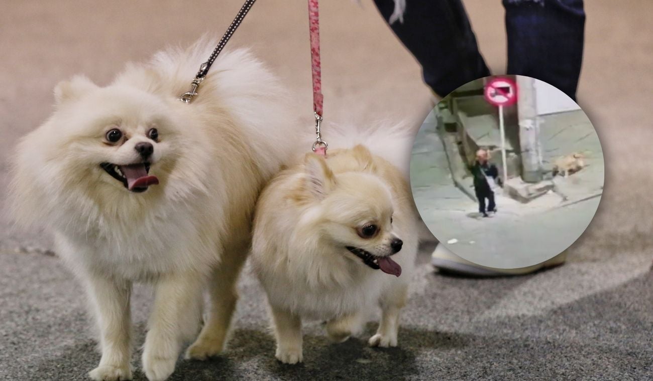 Mascotas en Bogotá asechadas por agresor en Bogotá