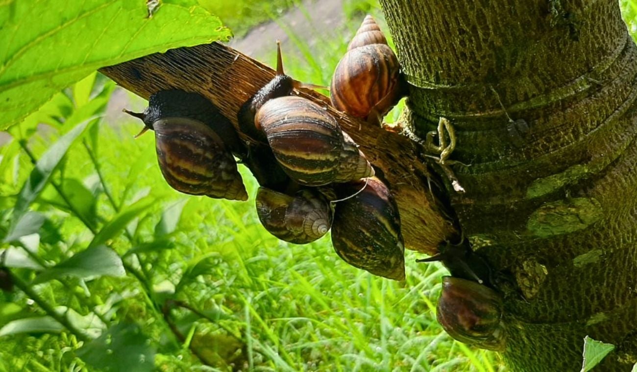 Tonelada de caracol africano fue erradicada: ponía en riesgo su salud