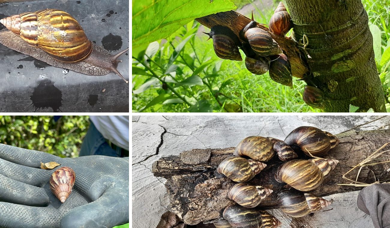 Tonelada de caracol africano fue erradicada: ponía en riesgo su salud