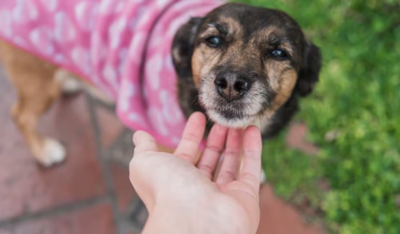 Día del Perro Adoptado: claves para ganarse la confianza de su peludo