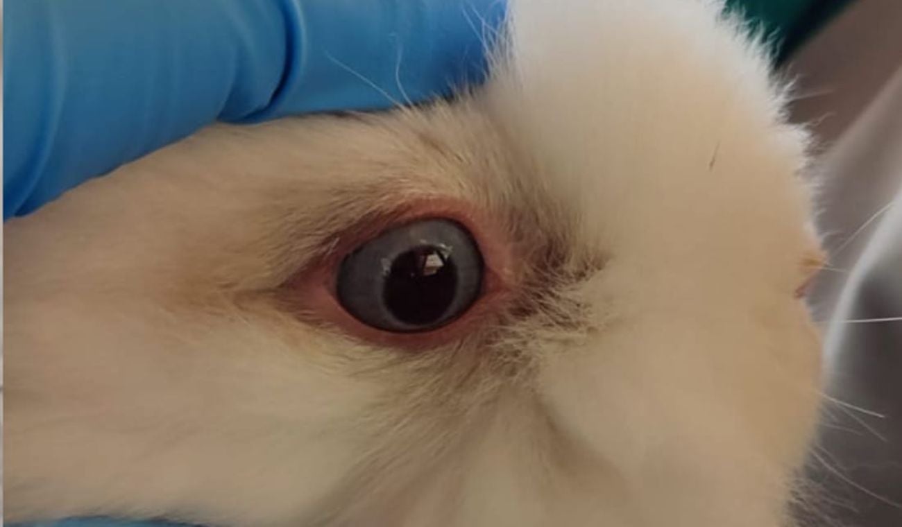 Rescatan en Engativá cinco animales de granja en pésimas condiciones