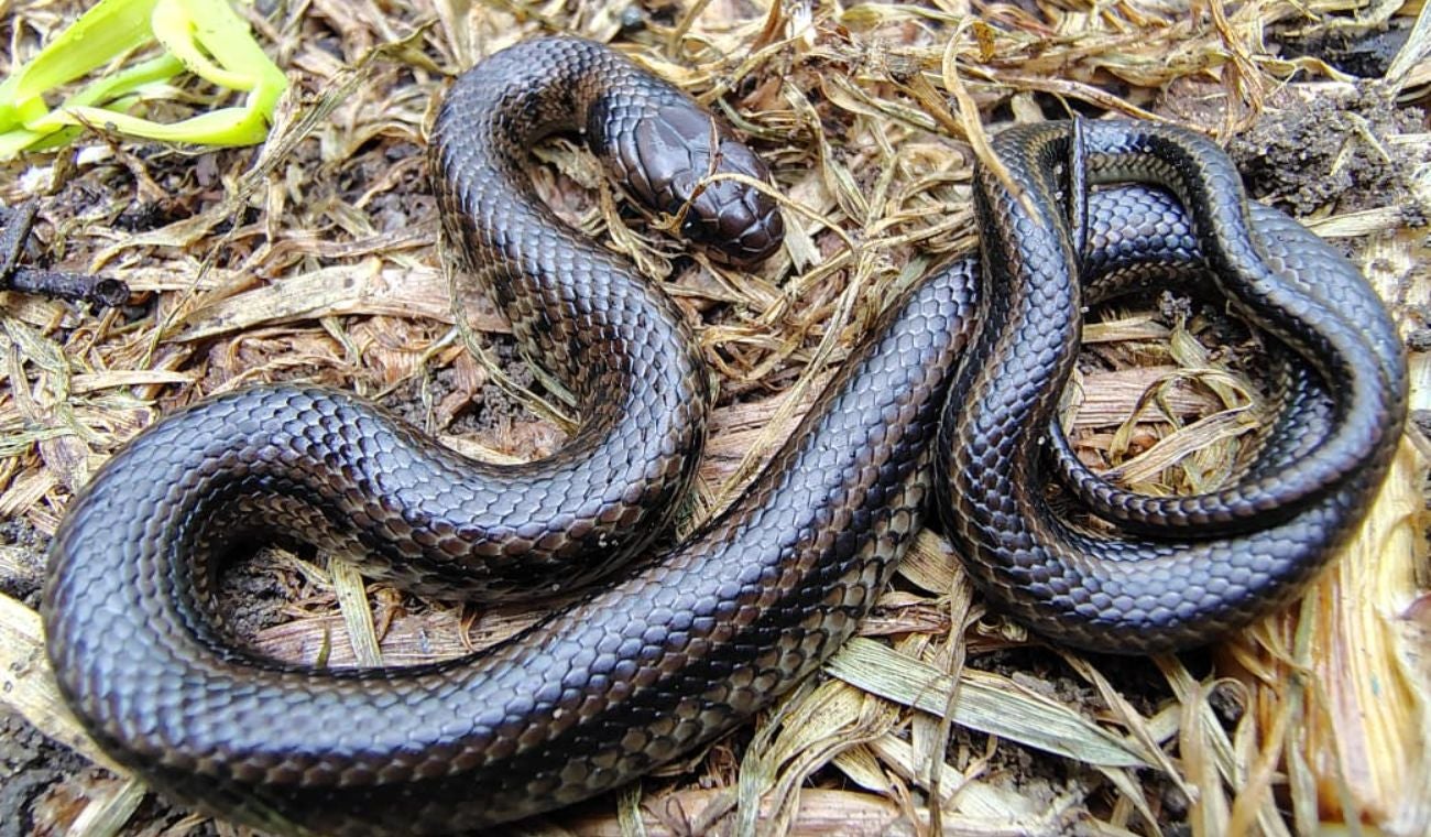 Culebra de pantano aparece en operativo contra minería ilegal en Nemocón, Cundinamarca