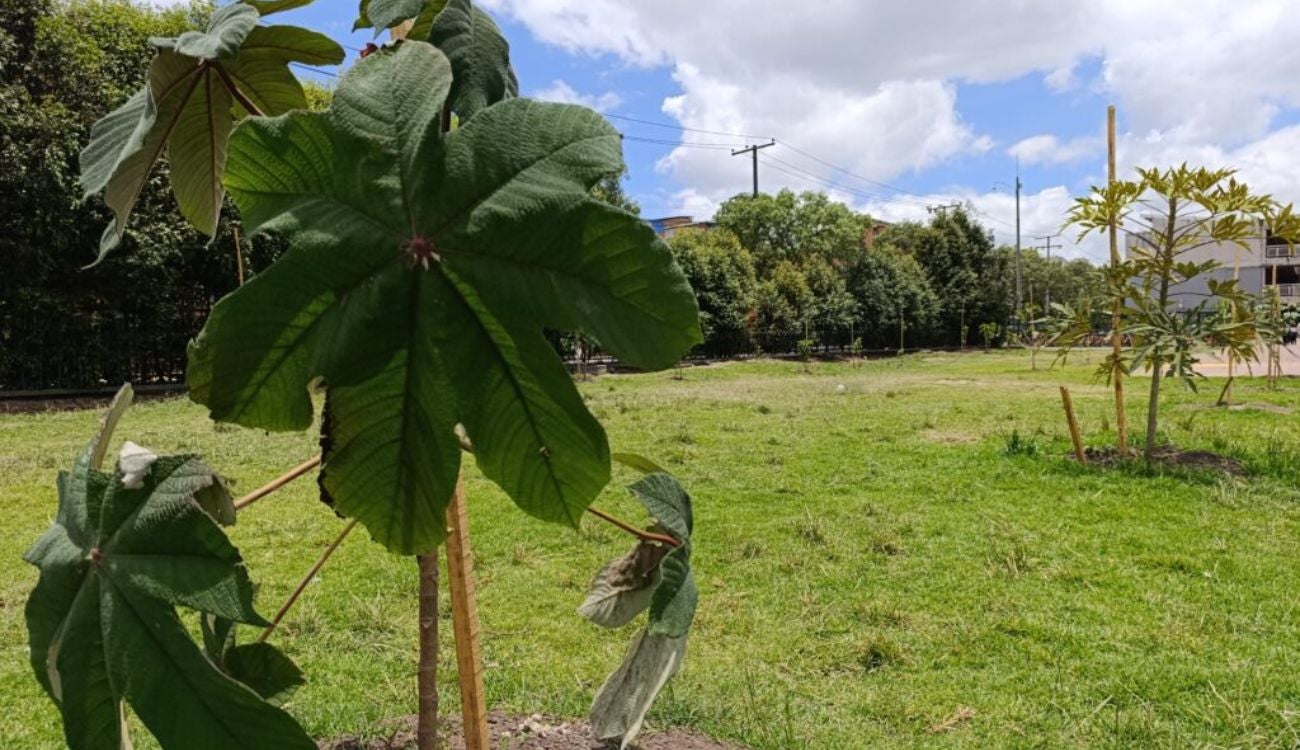 Colegio de Bosa estrena 156 nuevos árboles: estudiantes son sus guardianes