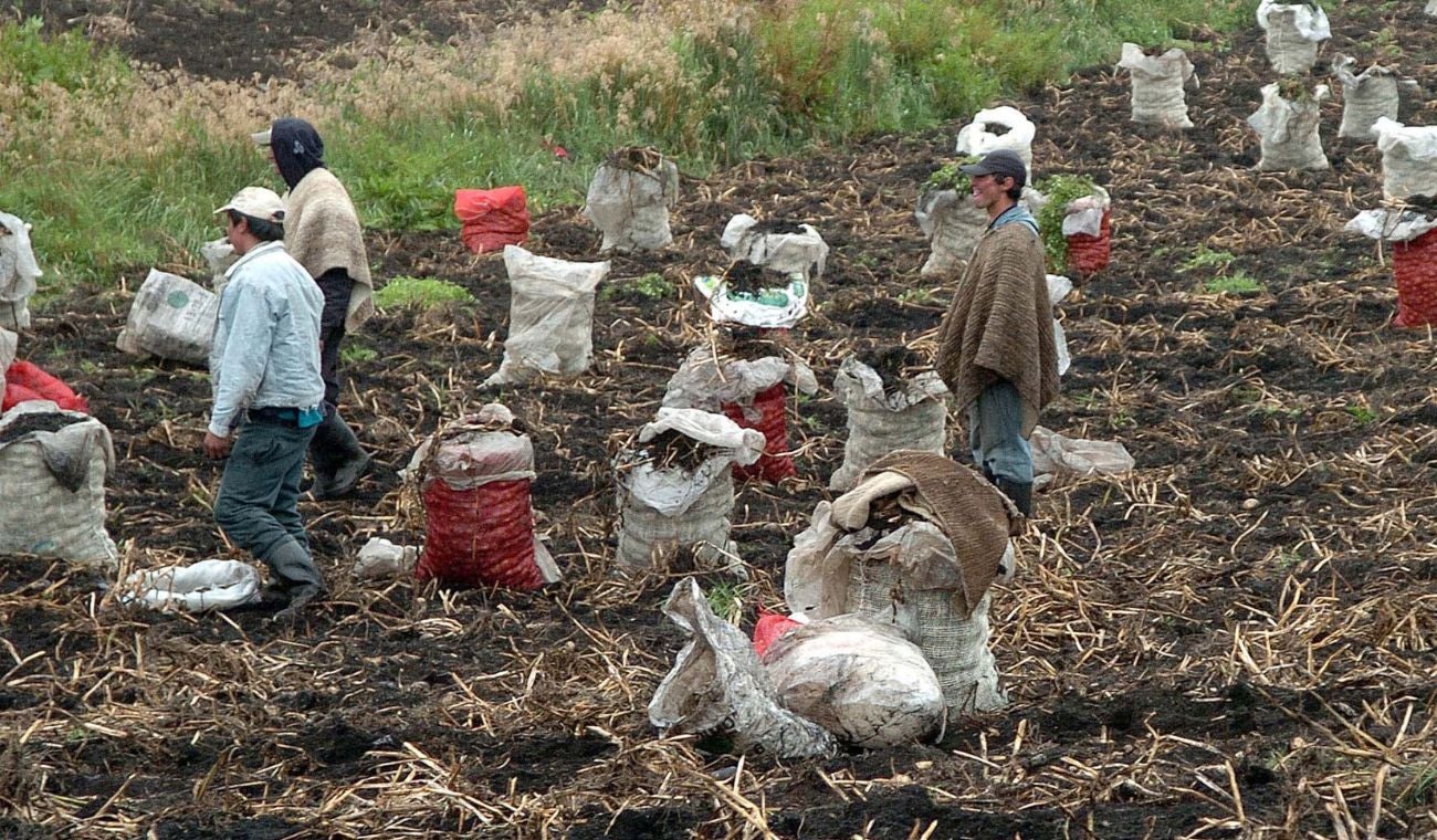 Cultivadores de papa