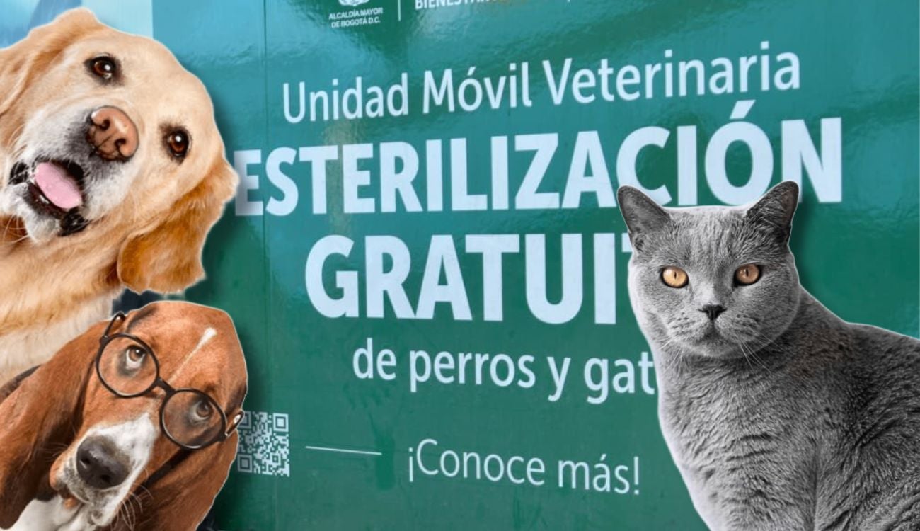 Esterilización de mascotas en septiembre: más de 2.000 cupos gratis