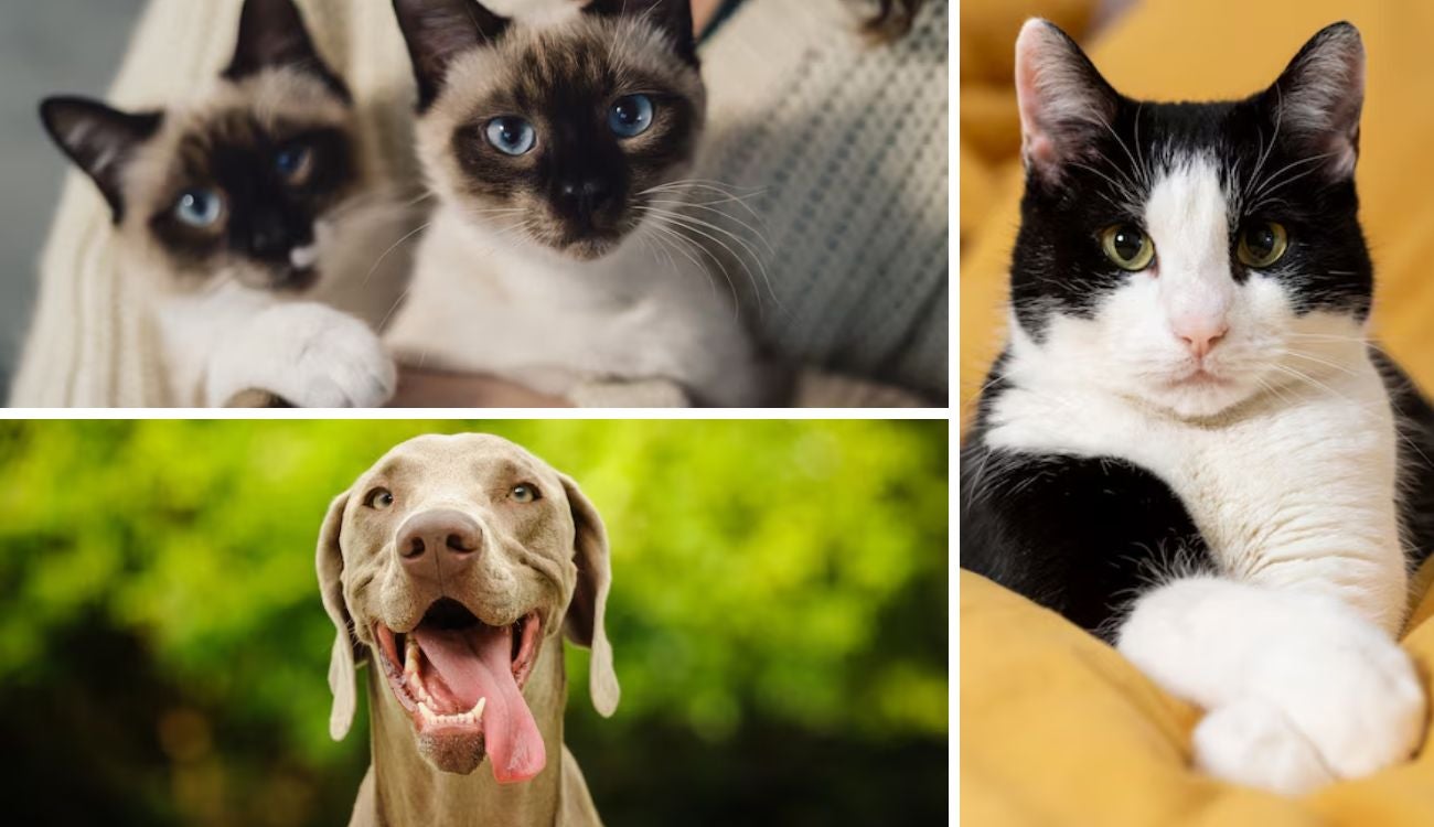 Distrito ofrece esterilización gratis para 10.000 mascotas en octubre