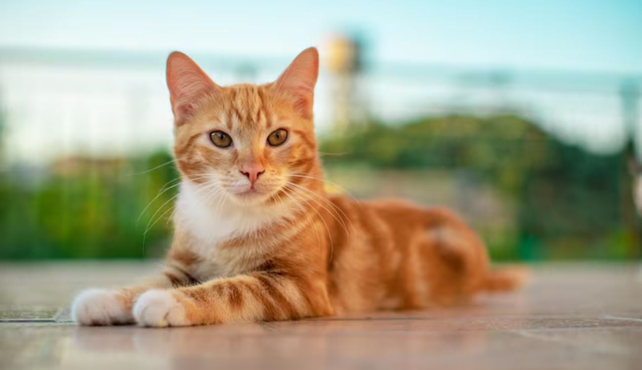 Esterilización de mascotas en septiembre: más de 2.000 cupos gratis