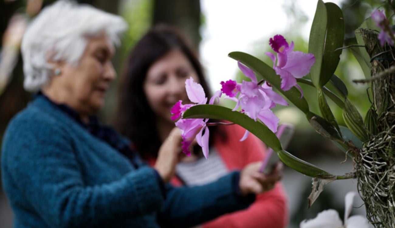 Jardín Botánico se viste de orquídeas: Bogotá brillará con exposición