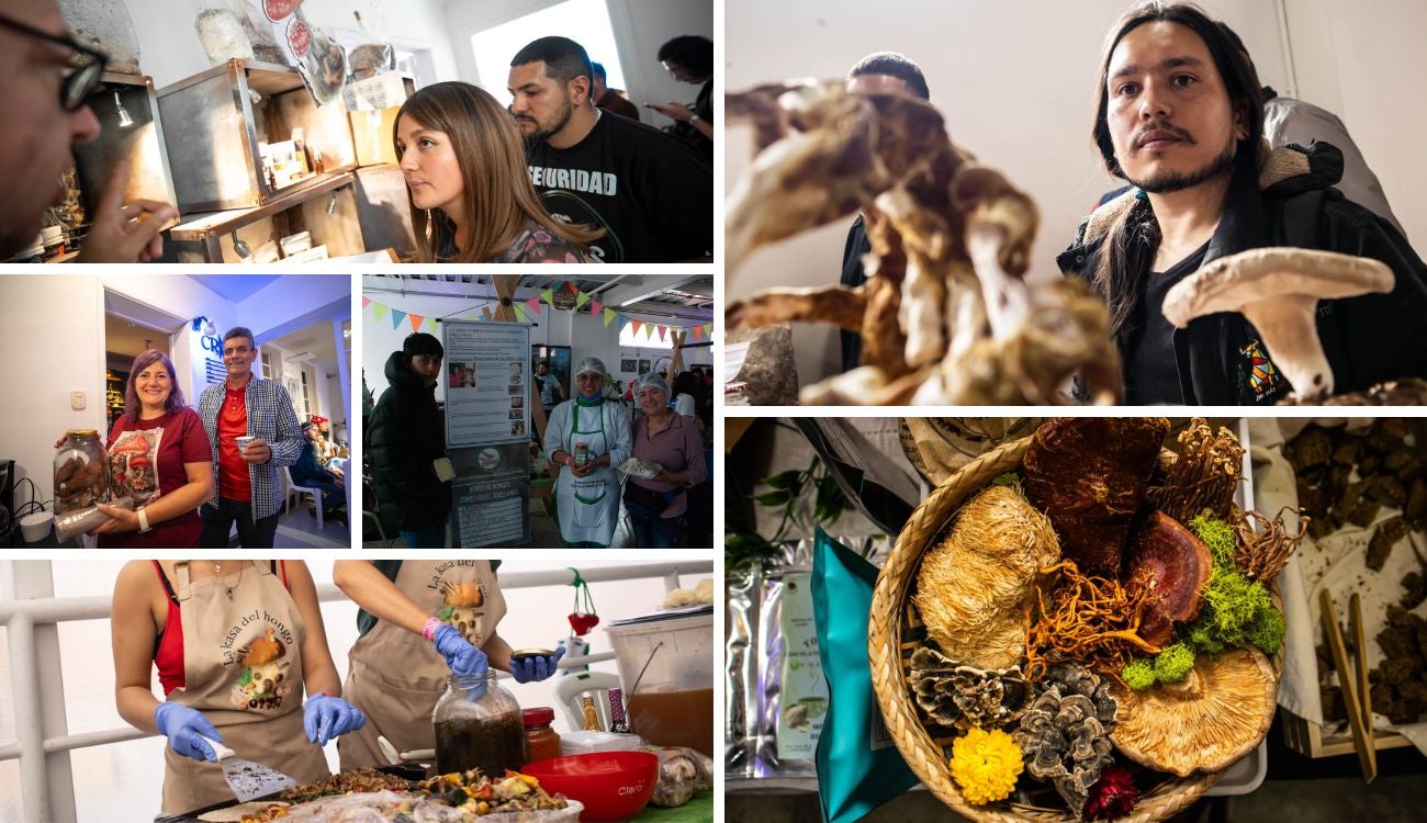 El reino de los hongos invade Bogotá: llega la Feria Fungi 2025