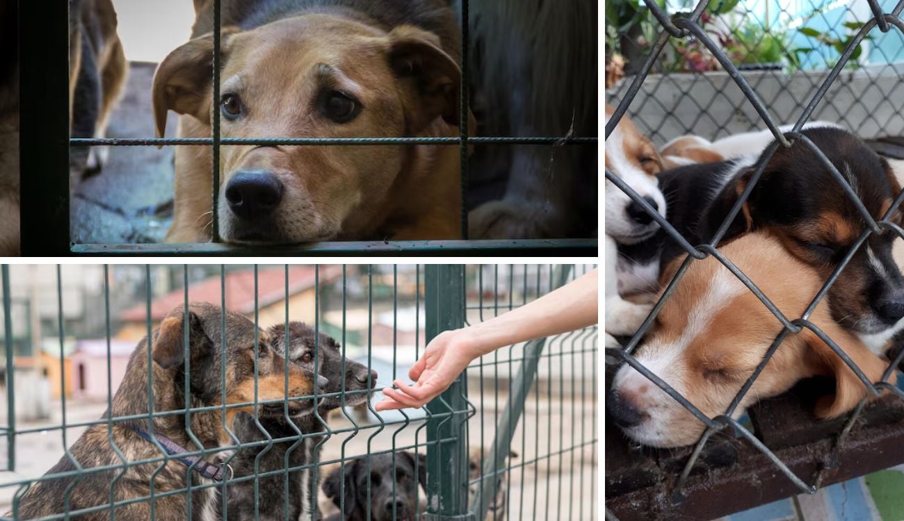 Apoyo a fundaciones de animales: más respaldo para quienes salvan vidas