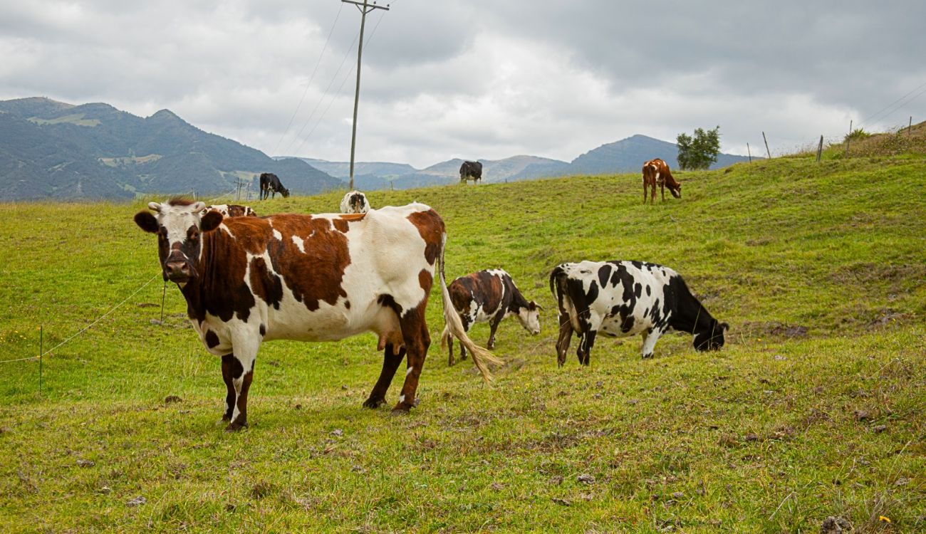 CAR y Fedegán alargan convocatoria: campesinos no se pueden quedar por fuera