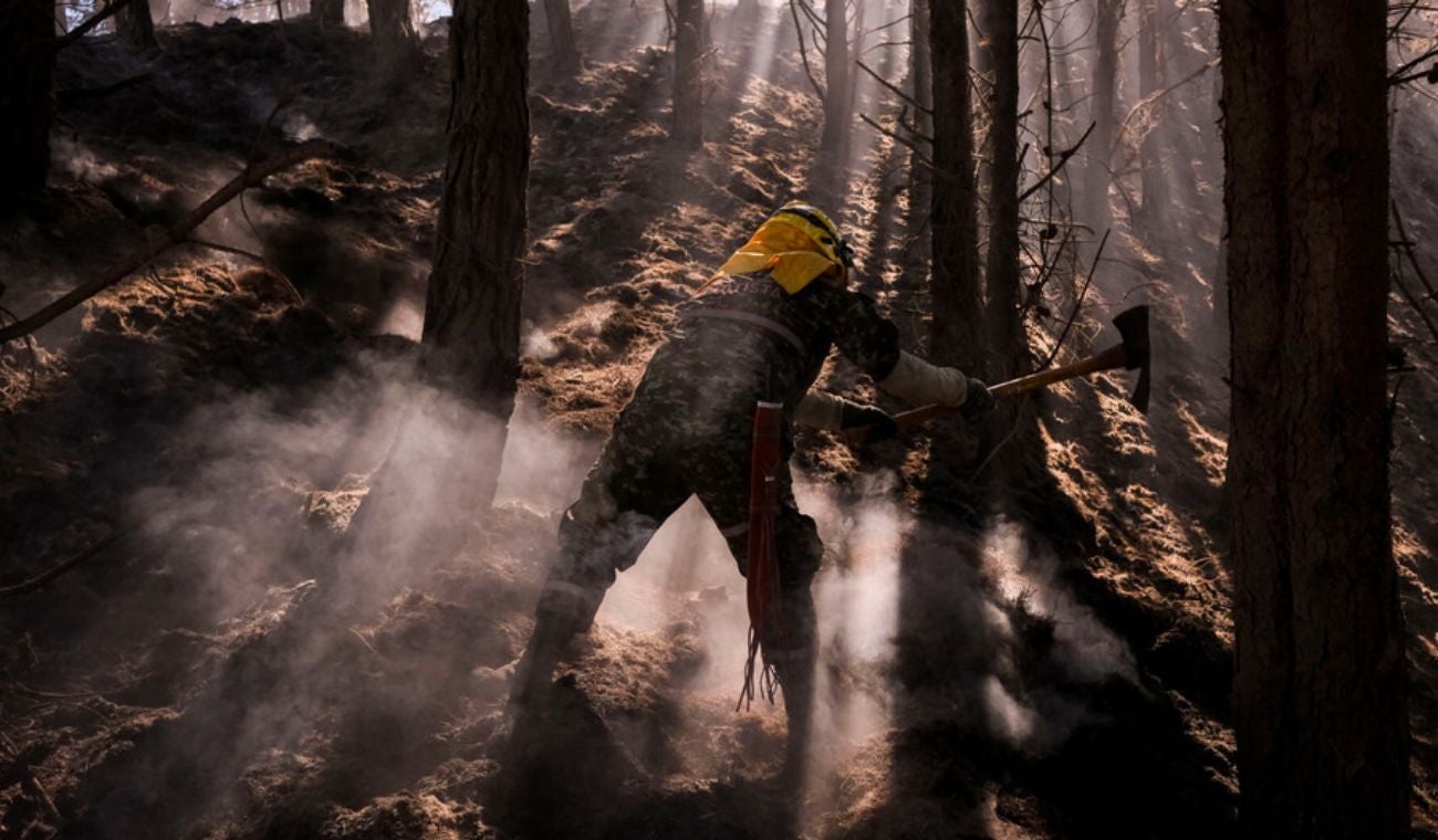 Cerros Orientales reverdecen: la siembra equivale a 41 canchas de fútbol