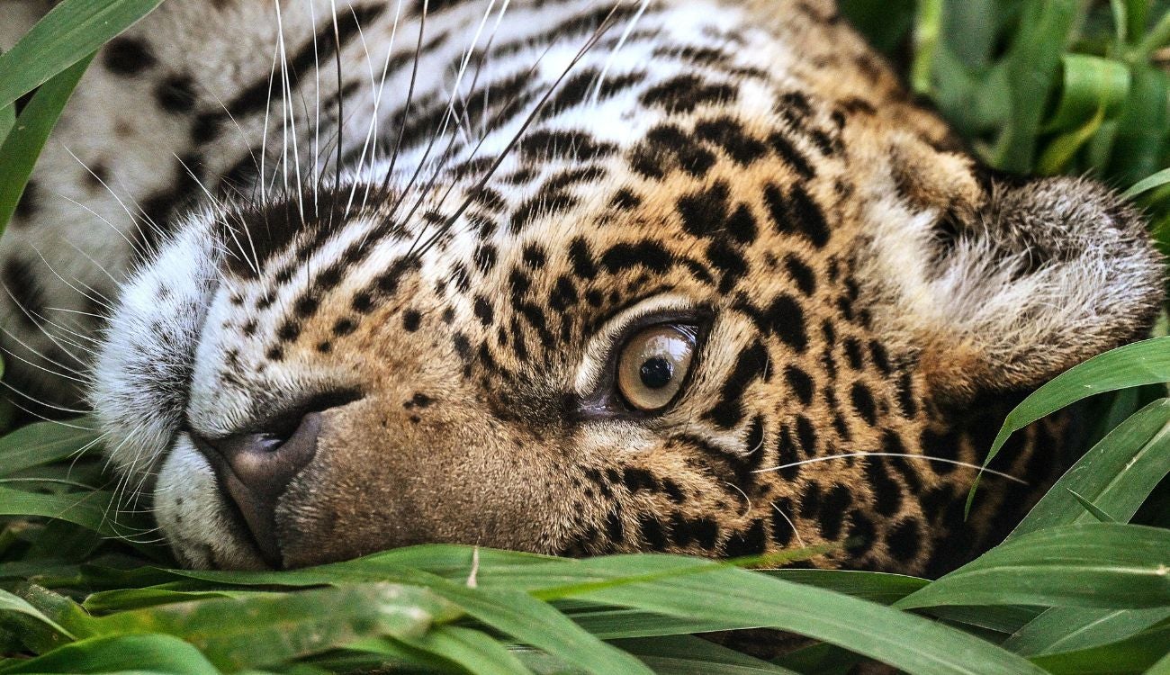 Jaguar del río Bogotá fue rescatado con éxito: CAR confirmó que está a salvo