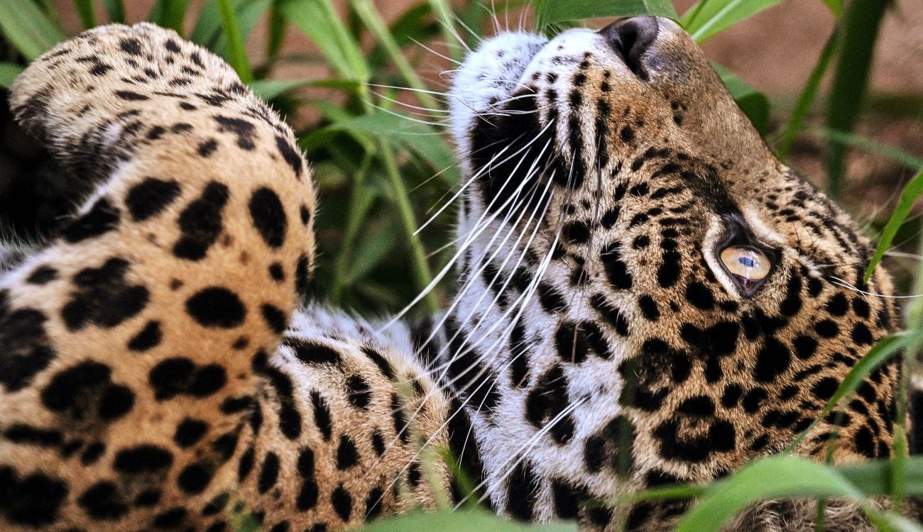 Jaguar del río Bogotá fue rescatado con éxito: CAR confirmó que está a salvo