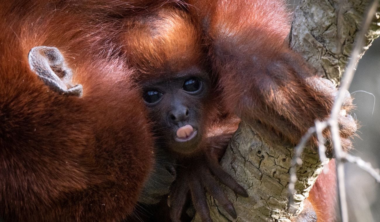 Rescatan a mono aullador bebé que estaba en cautiverio en Fontibón