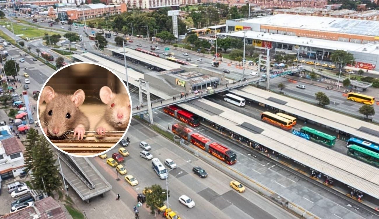 Enormes ratas en zona de comidas del portal de TransMilenio calle 170