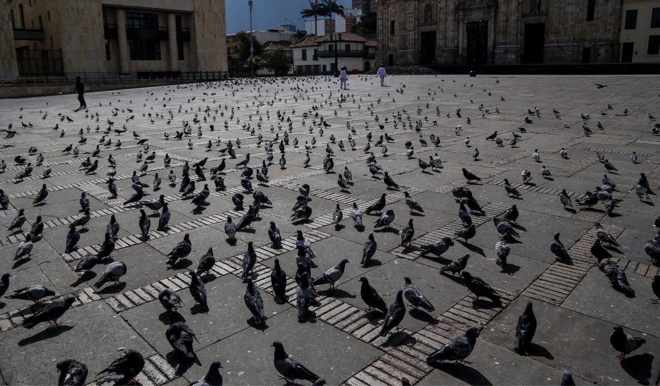 Palomas alojadas en la Plaza de Bolívar