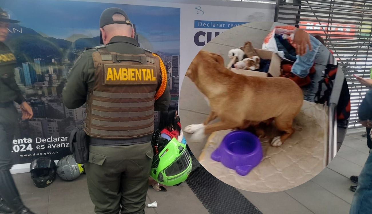 Venta de cachorros en TransMilenio genera indignación en Bogotá