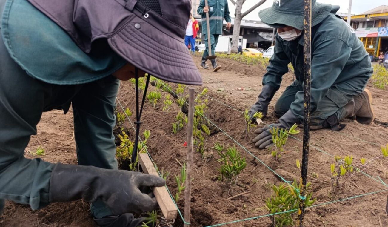 Paloquemao luce distinto: avanzan obras en las jardineras del sector